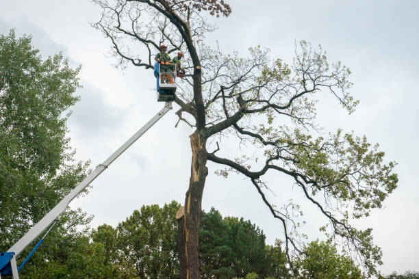 Soil Testing and Treatment in Belwood, NC