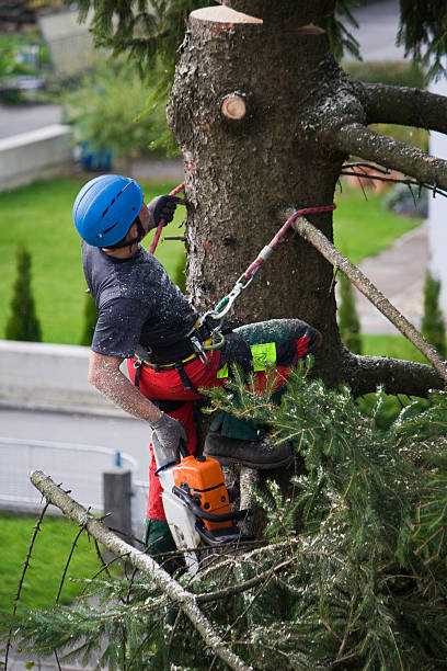 Reliable Belwood, NC Tree Removal Solutions